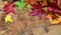 Colored autumn leaves of maple tree on olive wood background Royalty Free Stock Photo