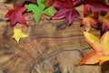 Colored autumn leaves of maple tree on olive wood background Royalty Free Stock Photo