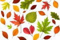 Colored autumn leaves on a white background. Autumn foliage collection. Flat lay Royalty Free Stock Photo