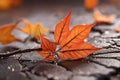 Colored autumn maple leaves beautiful nature Royalty Free Stock Photo