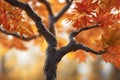 Colored autumn maple leaves beautiful nature Royalty Free Stock Photo