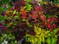 Colored background of Coleus of different species Royalty Free Stock Photo