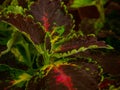 Colored background of Coleus of different species Royalty Free Stock Photo