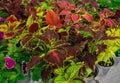 Colored background of Coleus of different species Royalty Free Stock Photo