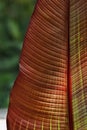 Colored banana leaf