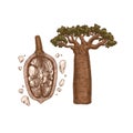 Colored baobab fruit and tree. Adansonia digitata. Engraved sketch style.