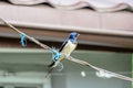 Colored the barn swallow Hirundo rustica bird, close up Royalty Free Stock Photo