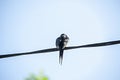 Colored the barn swallow Hirundo rustica bird, close up Royalty Free Stock Photo