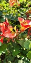 Colored bauhinia orchid Lili flower