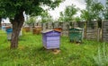 Colored bee hives stand on the grass in an old rustic garden Royalty Free Stock Photo