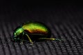 Colored beetle with metallic tint on black Royalty Free Stock Photo