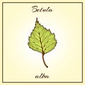 Vector vintage colored engraved illustration of birch leaf. Green leaf on begie background. Vector birch autumn drawing