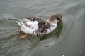 A colored bird - duck - in water