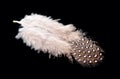 Colored bird feather isolated on black background Royalty Free Stock Photo