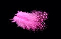 Colored bird feather isolated on black background