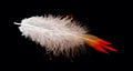 Colored bird feather isolated on black background