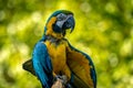 colored bird - parrot Royalty Free Stock Photo