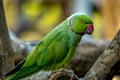 colored bird - parrot Royalty Free Stock Photo