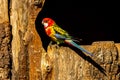 colored bird - parrot Royalty Free Stock Photo