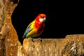 colored bird - parrot Royalty Free Stock Photo