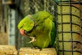 colored bird - parrot Royalty Free Stock Photo