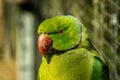 colored bird - parrot Royalty Free Stock Photo