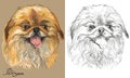 Colored and black and white Pekingese dog vector portrait