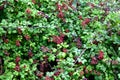 Mature Blackberries - a forest health treasury