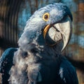 Colored blue parrot looks into camera with interest, portrait of exotic bird