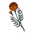 Colored botanical sketch of a marigold flower with shading. Vector floral natural drawing Royalty Free Stock Photo