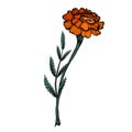 Colored botanical sketch of a marigold flower with shading. Vector floral natural drawing. Outline pencil image Royalty Free Stock Photo