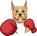 Colored boxing boxer Royalty Free Stock Photo