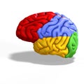 Colored brain Royalty Free Stock Photo