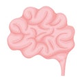 colored brain illustration Royalty Free Stock Photo