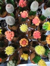 Colored bright cactus gymnocalycium plants in pots background