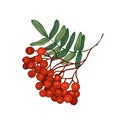 Colored bright rowan tree branch or sprig with leaves and ripe berries hand drawn on white background. Elegant drawing