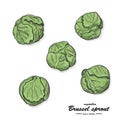 Colored Brussel sprout in sketch style