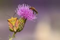 Colored bug on a thistle flower Royalty Free Stock Photo