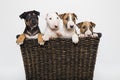 Colored bull terrier puppies in a basket