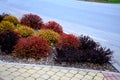 Colored buns of cut shrubs in the shape of spheres and flat covers. red, yellow and brown leaves in contrast with the green lawn o Royalty Free Stock Photo