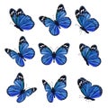 Colored butterflies. Flying beautiful insects wedding butterfly with decorated wings vector Royalty Free Stock Photo