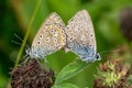 Butterflies mating on a leaf in garden Royalty Free Stock Photo