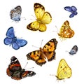 Colored butterflies set