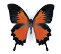 Colored Butterfly Royalty Free Stock Photo