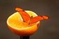Butterfly eating from orange