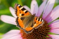 Colored butterfly on flower