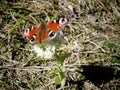 colored butterfly on flower