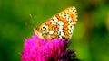 A  colored butterfly on a milk thistle flower Royalty Free Stock Photo