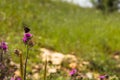 Colored butterfly on a purple flower of milk thistle (Centaurea iberica) Royalty Free Stock Photo