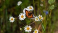 Colored butterfly sits on chamomile flower Royalty Free Stock Photo